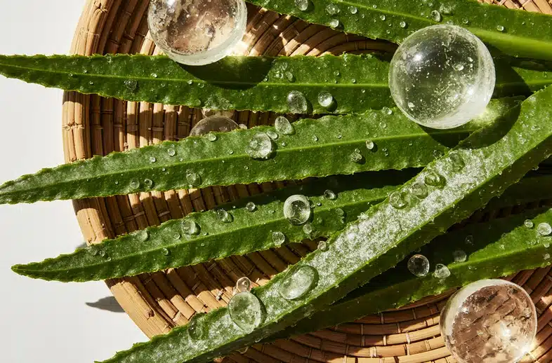 Aloe Vera’nın Saça Faydaları