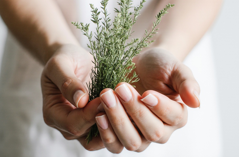 At Kuyruğu Bitkisi Ne İşe Yarar?