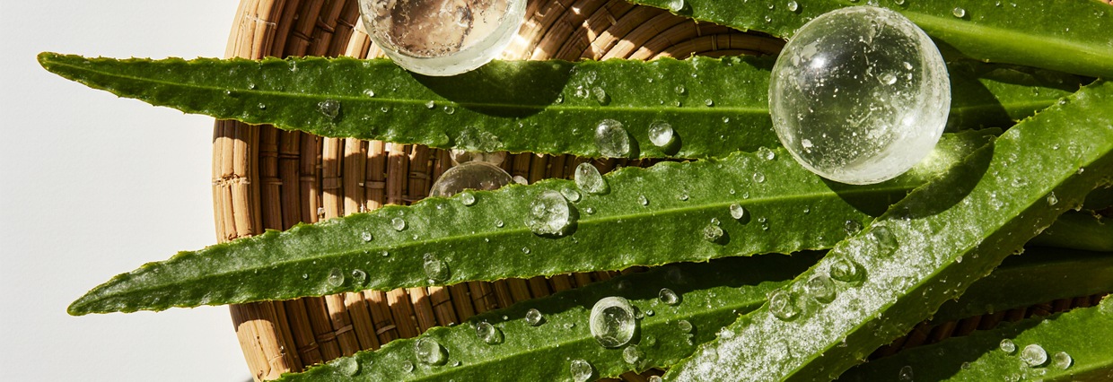 Aloe Vera’nın Saça Faydaları